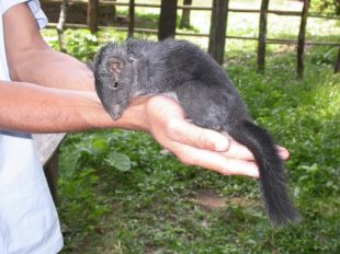 A 'Laonastes aenigmamus', descuberta en 2005