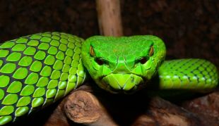 A 'Trimeresurus gumprechti', descuberta en 2002