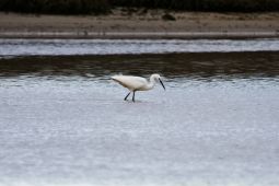 Unha garza común na lagoa de Baldaio / Flickr: miguelnavaza